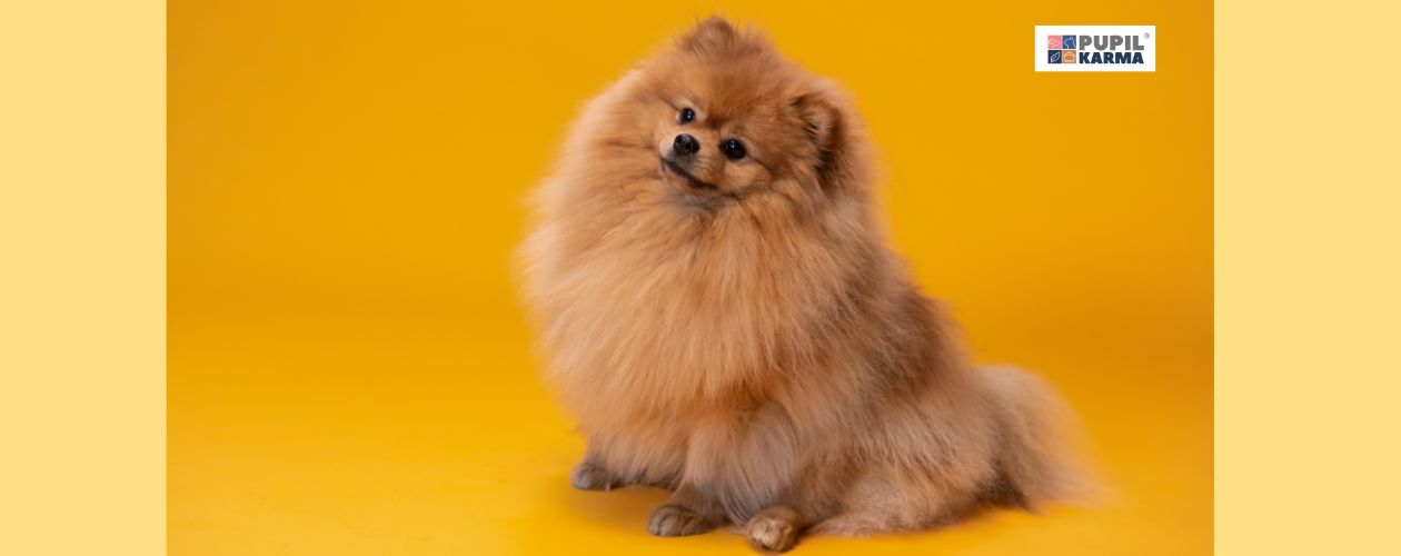 Pomeranian - oddany towarzysz. na żółtym tle pies pomeranian. Po obu bokach żółte pasy. Po prawej logo pupilkarma.